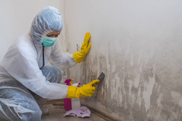 Best Black Mold Removal  in Herndon, VA